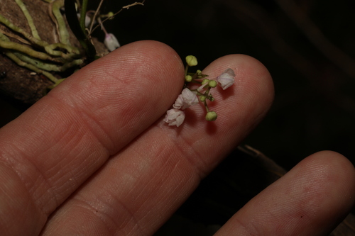 Image of Sarcochilus hillii by (c) Greg Tasney, some rights reserved (CC BY-SA)