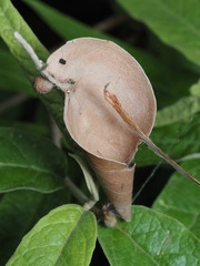 Phonognatha graeffei