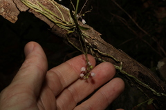Sarcochilus hillii