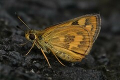 Taractrocera archias