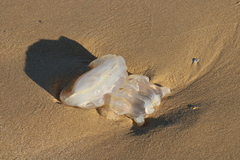 Dactyliophorae