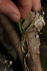 Sarcochilus hillii