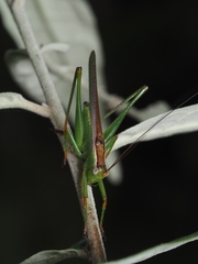 Conocephalomima barameda