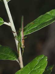 Conocephalomima barameda