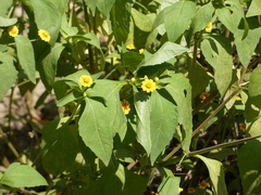 Melampodium divaricatum