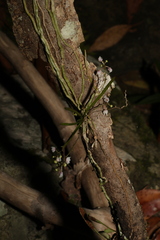 Sarcochilus hillii