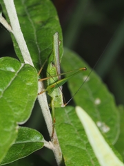 Conocephalomima barameda