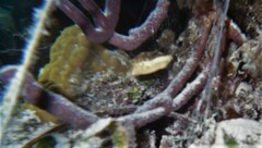 Canthigaster rostrata