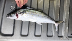 Scomberomorus maculatus