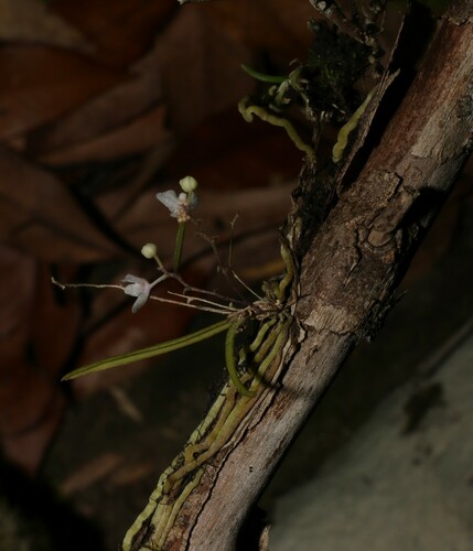 Image of Sarcochilus hillii by (c) Greg Tasney, some rights reserved (CC BY-SA)