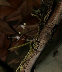 Sarcochilus hillii
