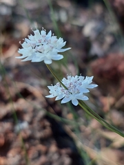 Xanthosia atkinsoniana