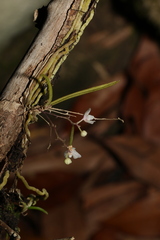 Sarcochilus hillii