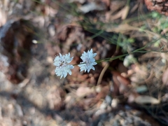 Xanthosia atkinsoniana
