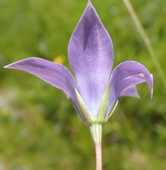 Wahlenbergia krebsii