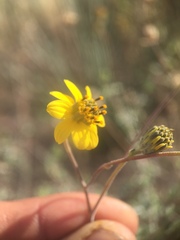 Bahiopsis microphylla