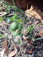 Xanthosia atkinsoniana