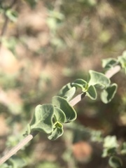 Bahiopsis microphylla