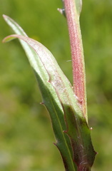 Wahlenbergia krebsii