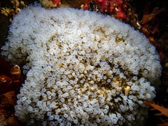 Pycnoclavella tabella