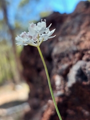 Xanthosia atkinsoniana