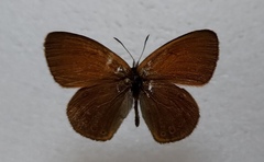 Coenonympha glycerion