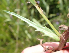 Wahlenbergia krebsii
