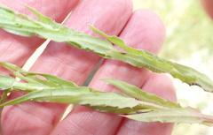 Wahlenbergia krebsii