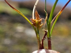 Carex cephalotes