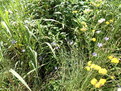 Wahlenbergia krebsii