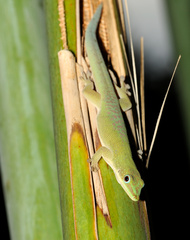 Phelsuma dubia