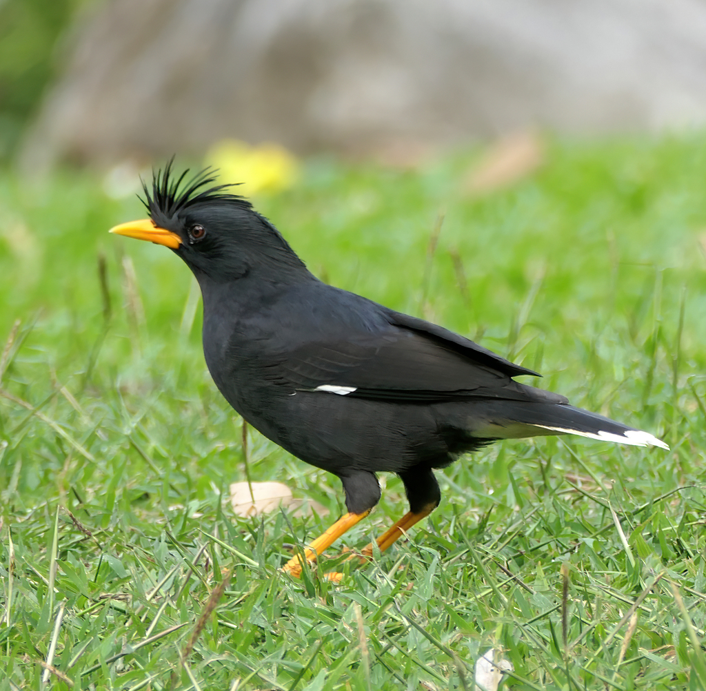 Great Myna photo