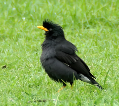 Acridotheres grandis