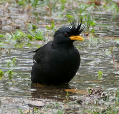 Acridotheres grandis