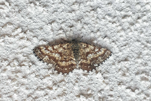 piadivka vresová (Ematurga atomaria)
