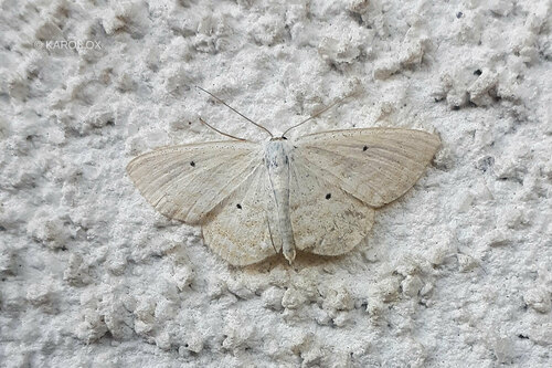 piadica bylinná (Scopula immutata)