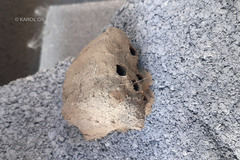 Sceliphron caementarium