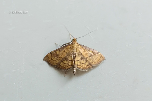vijačka divozelová (Anania verbascalis)
