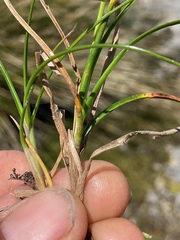 Carex edura