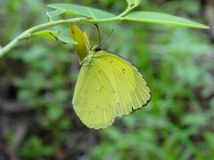 Eurema alitha