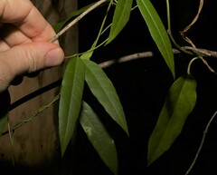 Parsonsia rotata