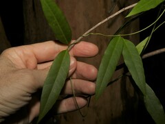 Parsonsia rotata