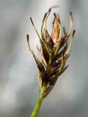 Carex edura