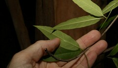 Parsonsia rotata