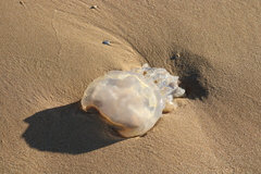 Dactyliophorae