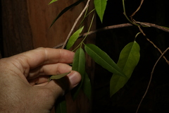 Parsonsia rotata