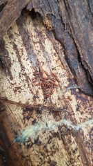 Silvanus unidentatus