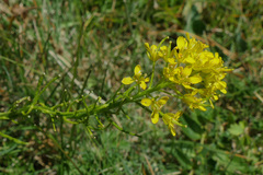 Sisymbrium austriacum