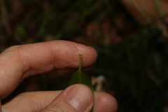 Parsonsia rotata