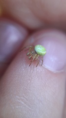 Araniella
